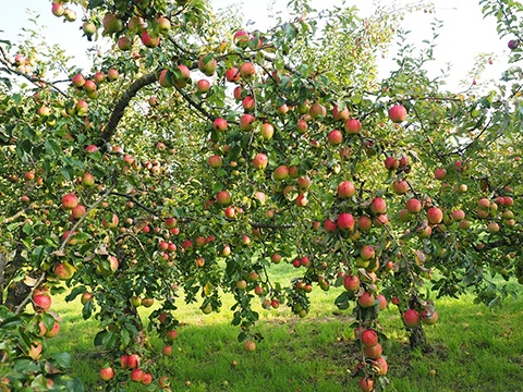 Full Grown Apple Tree
