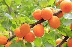 Growing Apricot Trees