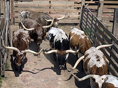 Cattle at the Ranch
