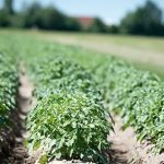 Growing Cash Crops for Money