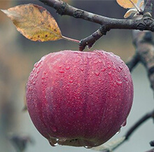 Apple Fruit Tree