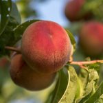Start Growing Fruit