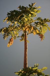 Pawpaw Tree