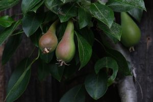 Pear Tree Pear Tree